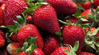 نخستین برداشت نوبرانه توت فرنگی در جویبار