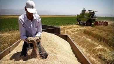 نرخ «فروش» گندم خرید تضمینی شده، کیلویی ۲۷۰۰ تومان تعیین شد