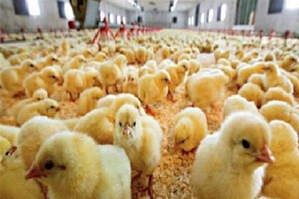 نظارت بهداشتی دامپزشکی خراسان شمالی بر پرورش ۱۰ میلیون قطعه جوجه‌ریزی