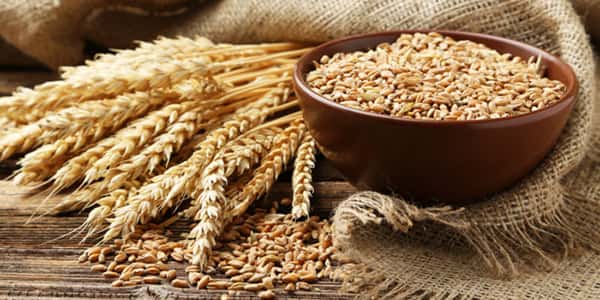 پبش‌بینی تولید ۵۲ هزار تن گندم در استان هرمزگان