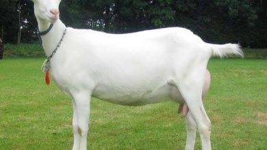 پرورش بز سانن تهدید است یا فرصت؟