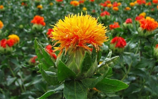 پیش‌بینی برداشت 375 تن دانه روغنی گلرنگ از مزارع استان کرمان در سال جاری