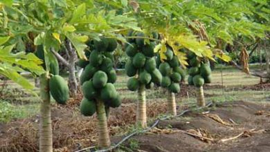 کاشت پاپایا برای اولین بار در فارس