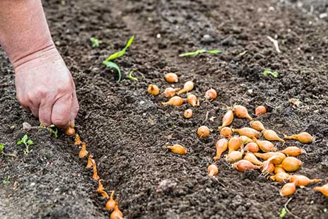 کشت پیاز در شهرستان بن آغاز شد