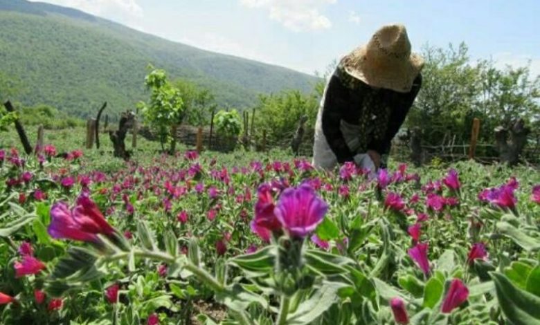کشت یکصد هکتار گیاهان دارویی در خرم‌آباد