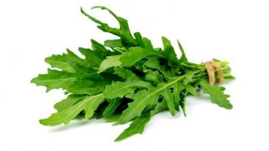 گیاه منداب؛ از تامین کود سبز تا تغذیه اراضی کشاورزی