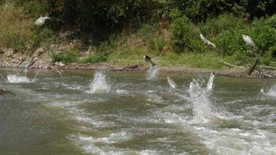 یخ کرونا بر بازار ماهیان سردآبی مازندران