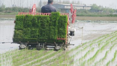 ۷۰ درصد اراضی شالیزاری گیلان قابلیت فعالیت مکانیزه دارند