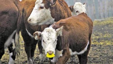 اجرای طرح تحقیقی پرورش گاو دومنظوره در بابل