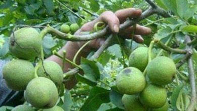 اجرای طرح سرشاخه کاری باغات گردو با هدف بهبود کمی و کیفی تولید محصول در شهرستان شهربابک