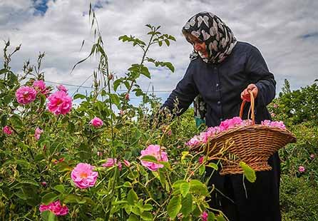 باغداران شفتی کار برداشت گل محمدی را از باغ‌های خود آغاز کردند