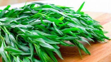 برداشت گیاه ترخون در سطح 88 هکتار از مزارع بخش‌های گلباف و راین شهرستان کرمان