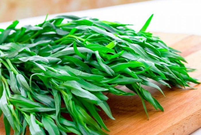 برداشت گیاه ترخون در سطح 88 هکتار از مزارع بخش‌های گلباف و راین شهرستان کرمان