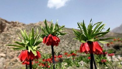 تراکم لاله های واژگون کوهرنگ 30 درصد افزایش یافت