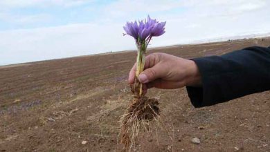 توسعه کشت محصولات کم آب‌بر در اراضی کشاورزی قزوین