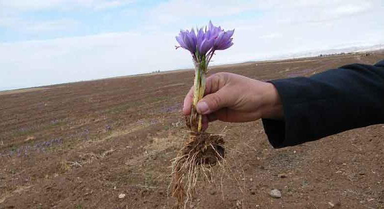 توسعه کشت محصولات کم آب‌بر در اراضی کشاورزی قزوین