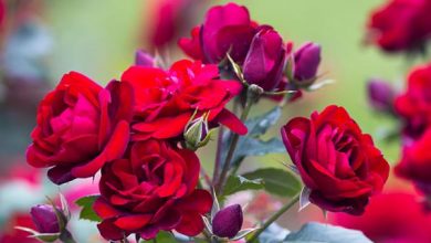 تولید ۱۰۰هزار شاخه گل رز در گلخانه‌های خراسان جنوبی