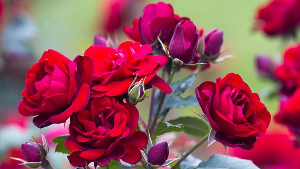 تولید ۱۰۰هزار شاخه گل رز در گلخانه‌های خراسان جنوبی