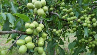 جان دوباره بخشیدن به درختان گردوی شهرستان بردسیر با پیوند تاجی