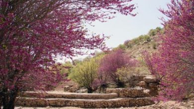دره ارغوان؛ بهشت رنگ‌ها در خراسان شمالی