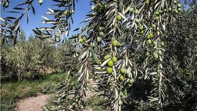 طرح جوان سازی باغات سنتی زیتون بر روی ۲۷ هزار اصله درخت در حال انجام است