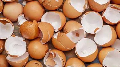 مصرف اسیدی‌فایرهای دستگاه گوارش جهت افزایش کیفیت پوسته تخم‌مرغ