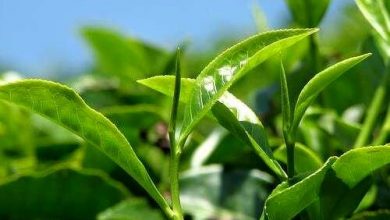 پیش بینی افزایش ۱۰ درصدی تولید برگ سبز چای در سال جاری