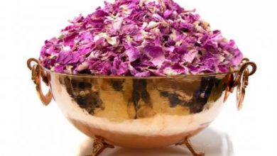 پیش بینی برداشت ۶۰۰ تن گلبرگ گل محمدی در خمین