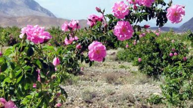 کشت 10 هزار اصله نهال گل محمدی در ساری