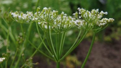 کشت زیره سبز در اراضی کشاورزی شهرستان لردگان آغاز شد