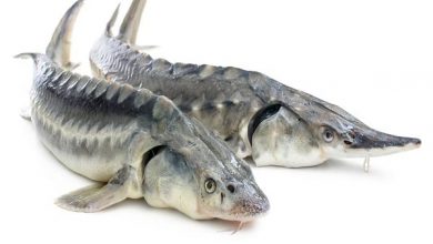 گیلان از مراکز مهم تکثیر و پرورش ماهیان خاویاری در جهان است