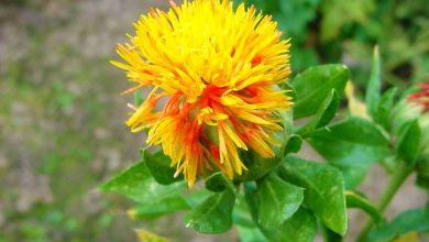 ۱۵۷ هزار هکتار از اراضی کشاورزی زیر کشت بهاره رفت