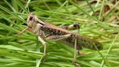 ۲۵ کانون ملخ صحرایی در خراسان جنوبی شناسایی شد