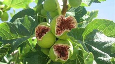 آغاز بَردهی انجیرستان های نی ریز