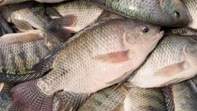 آغاز رسمی پرورش ماهی تیلاپیا در استان خراسان جنوبی