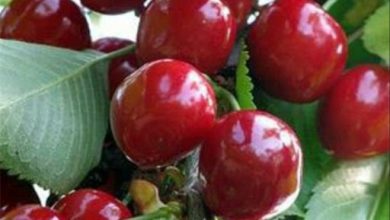 افزایش 20درصدی عملکرد تولید گیلاس در باغات ملارد