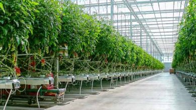 اقبال جوانان تحصیل کرده به توسعه کشت گلخانه‌ایاقبال جوانان تحصیل کرده به توسعه کشت گلخانه‌ای