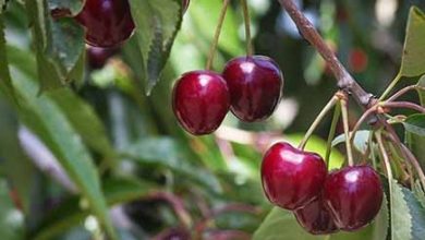 برداشت محصول گیلاس از باغات شهرستان طارم