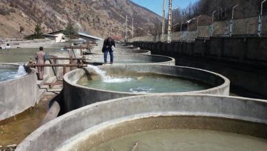 بیش از 150 مزرعه پرورش ماهی در استان ایلام فعالیت می کنند