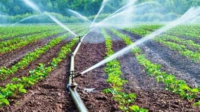 بیشترین مصرف آب در بخش کشاورزی است