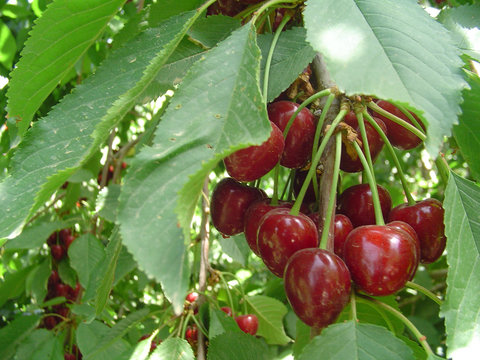 توسعه باغات گیلاس با ارقام پایه رویشی سبب بهبود کمی و کیفی این محصول می‌شود