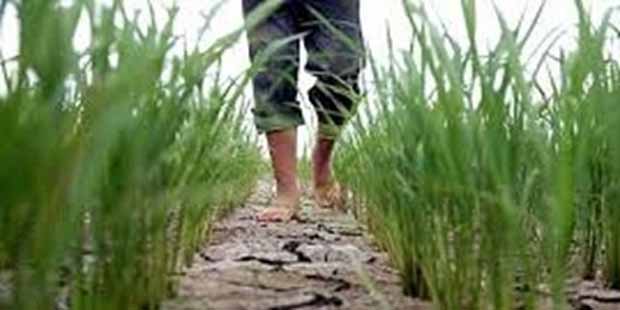 خشکه‌کاری برنج در ۲ هزار هکتار از اراضی کارون