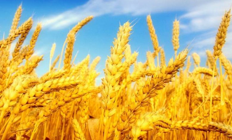 شروع برداشت خوشه‌های طلایی گندم