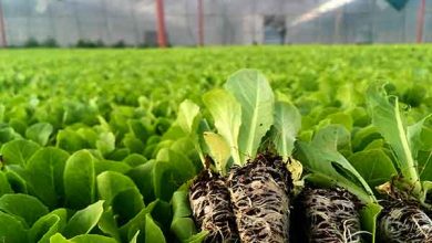 قزوین جزو استان‌های برتر کشور در تولید نشا است