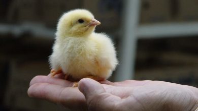 قیمت هر قطعه جوجه یک‌روزه همچنان ۱۳۵۰ تومان است