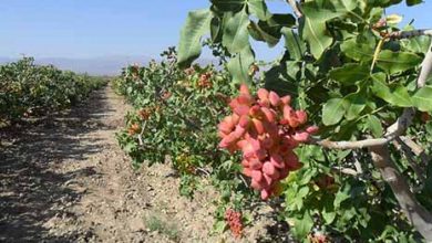 ممنوعیت استفاده از سم استامی پراید در باغات پسته