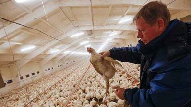 نگرانی روسیه از وابستگی صنعت طیور خود به نژادهای مرغ وارداتی