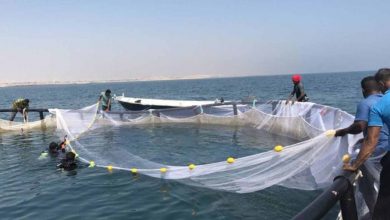 پرورش ماهی در قفس مازندران ؛ ظرفیت‌ها و مشکلات