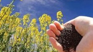 پیشنهاد5500 تومانی خرید تضمینی کلزا/کشاورزان: دربرابر هزینه هابسیار پایین است