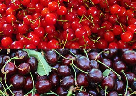 پیش‌بینی برداشت یک هزارتن محصول گیلاس و آلبالو از باغات شهرستان سامان